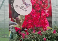 Vitroflora Buddleja Butterfly Candy